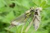 Gomphus vulgatissimus